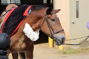 TRAV Horse Show 2019, horse dressed up in costume with cape and frill around neck